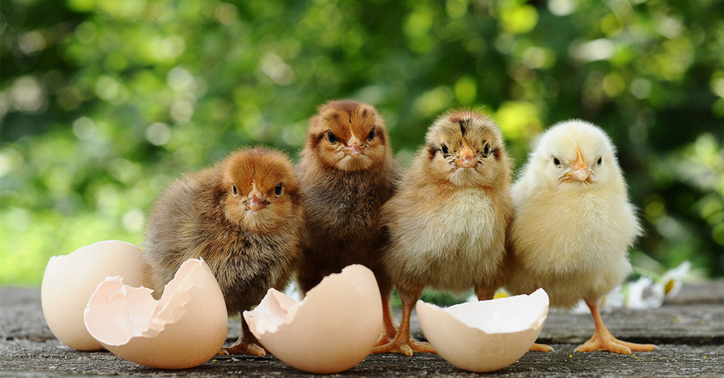 Poultry
